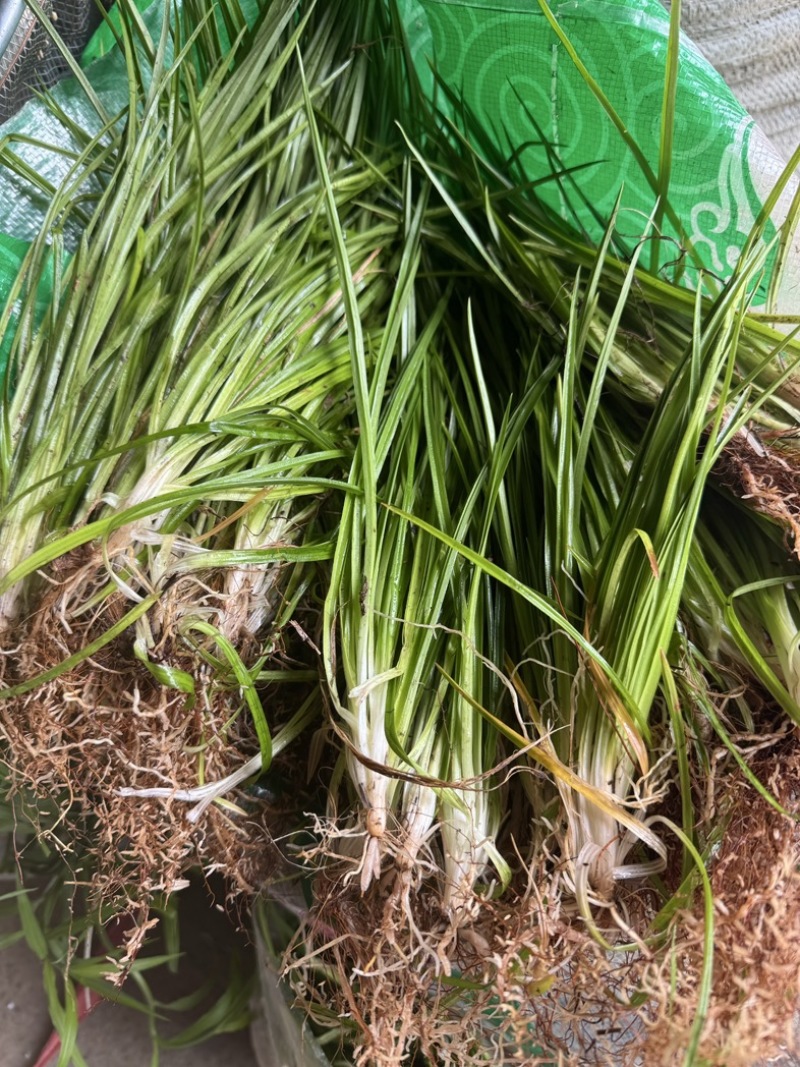 肺筋草金线吊白米野生鲜货干货批发