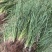 肺筋草金线吊白米野生鲜货干货批发