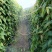 山药福建三明紫山药一手货源对接电商市场商超