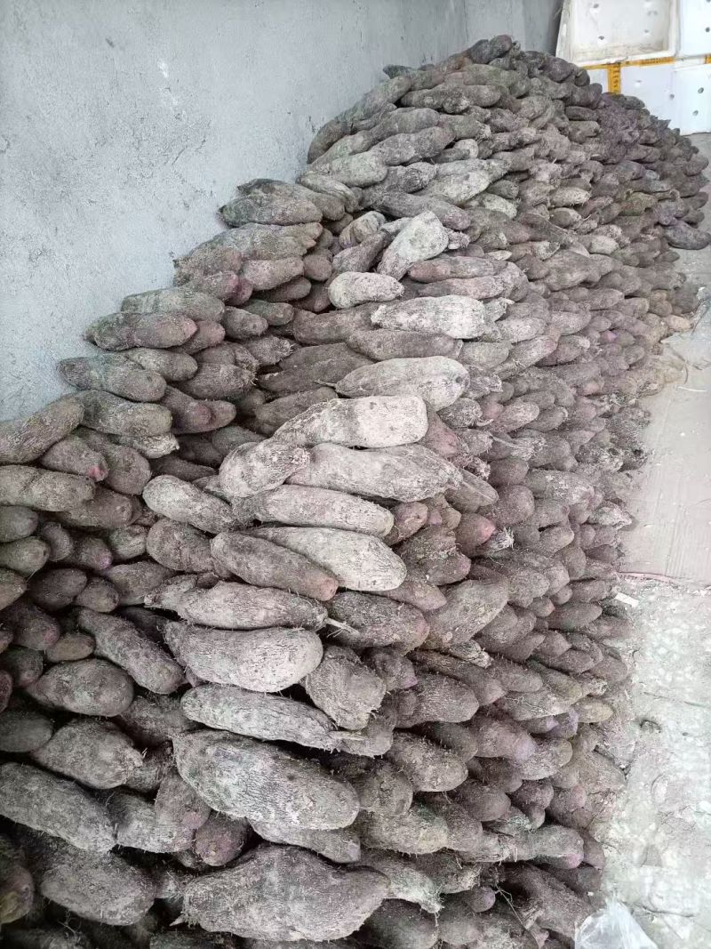 山药福建三明紫山药一手货源对接电商市场商超