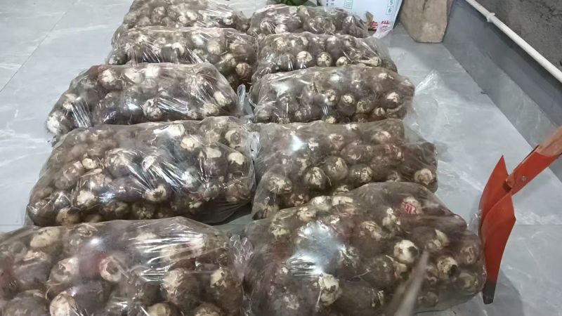 芋头福建牛奶芋头大中小球通货电商，市场，商超全国发货