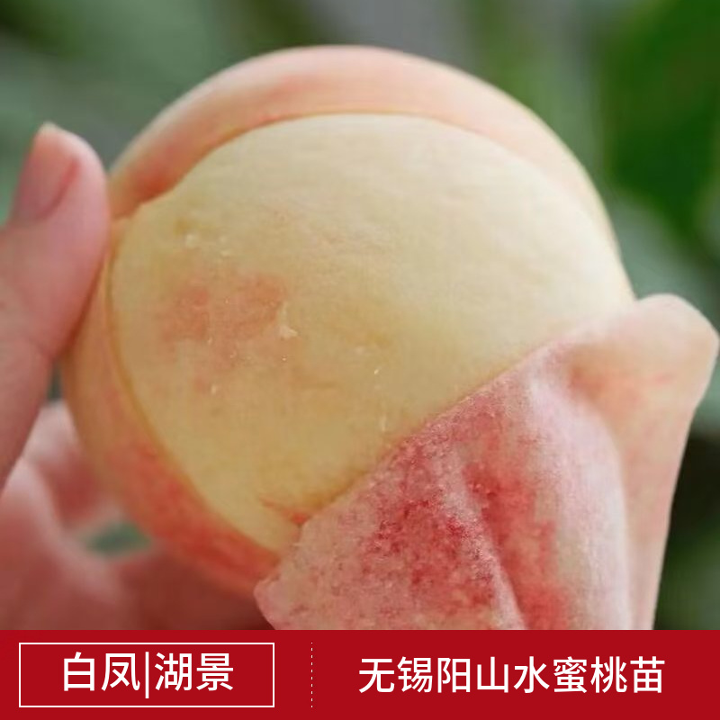 【2棵起售】湖景慈风无锡阳山水蜜桃苗种苗树苗嫁接苗白凤