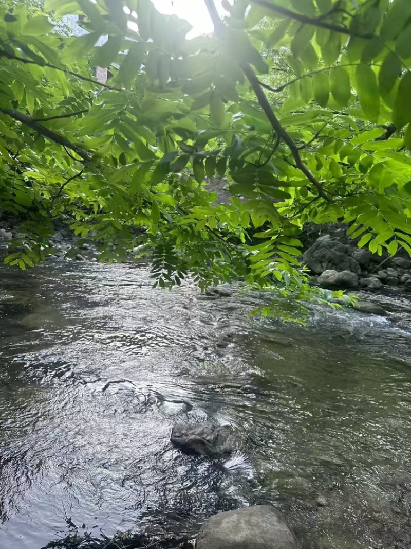 「高原“红玛瑙”｜贵州六盘水稀有樱桃，一口甜透春天」