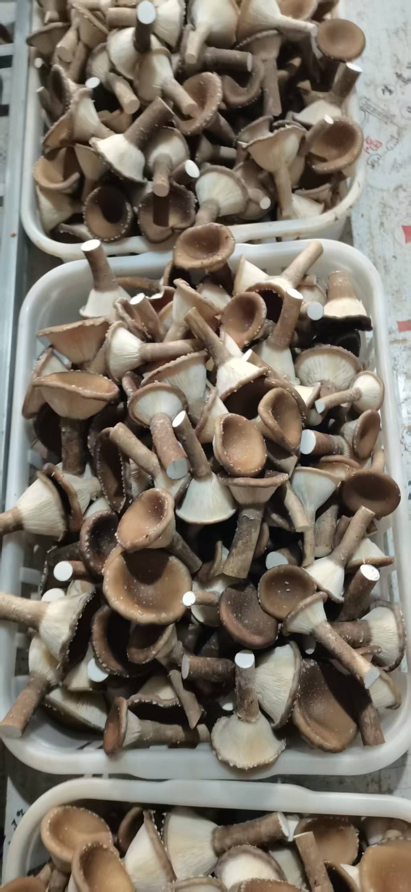 猪肚菇/食用菌鲜货
