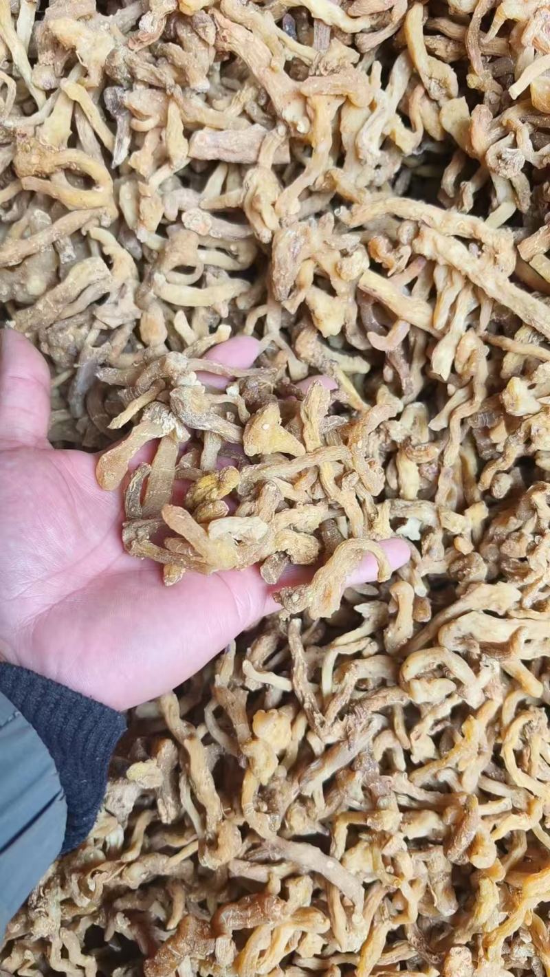 精选黄精，秦岭附近货，颜色金黄，病疤修剪干净，高含量。