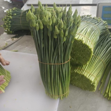 广西昭平县韭菜苔产地直供大量有货质量保证一手货源价格合理