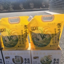 青龙山地小米