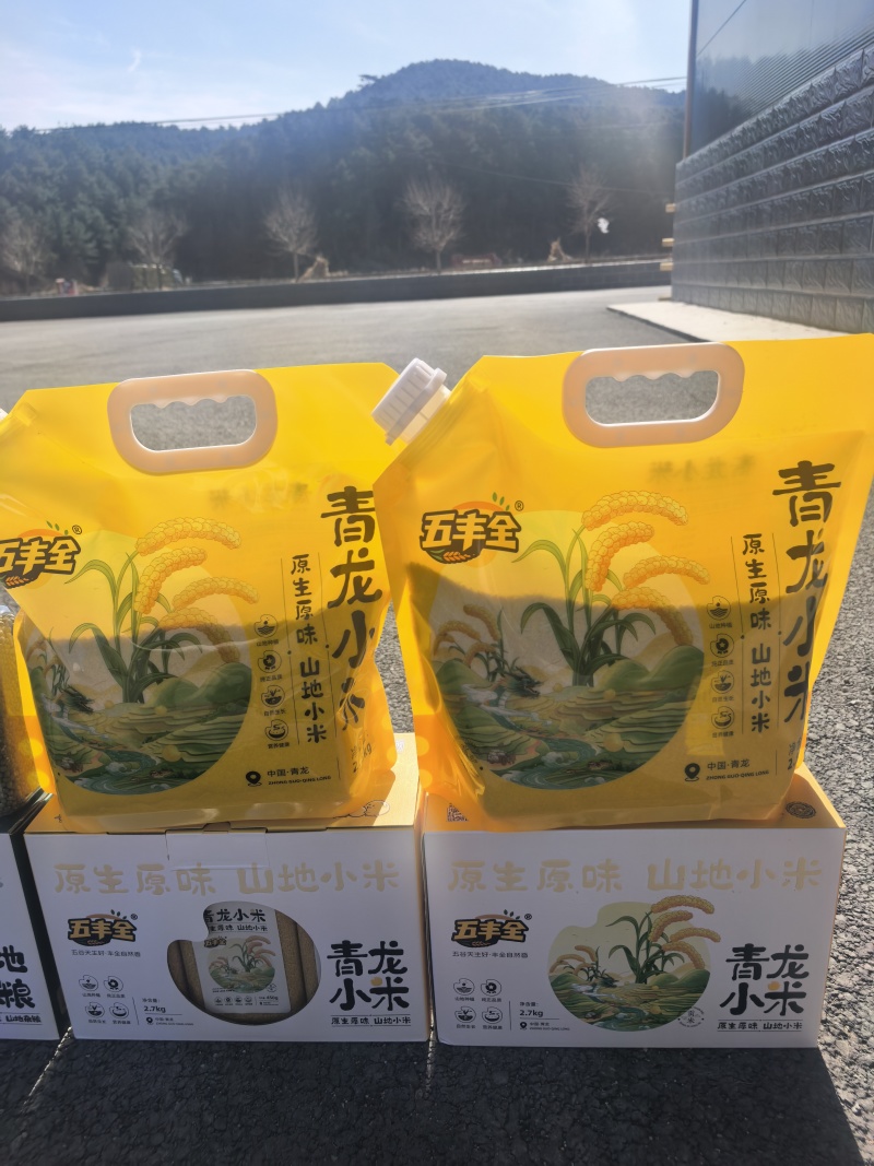 青龙山地小米