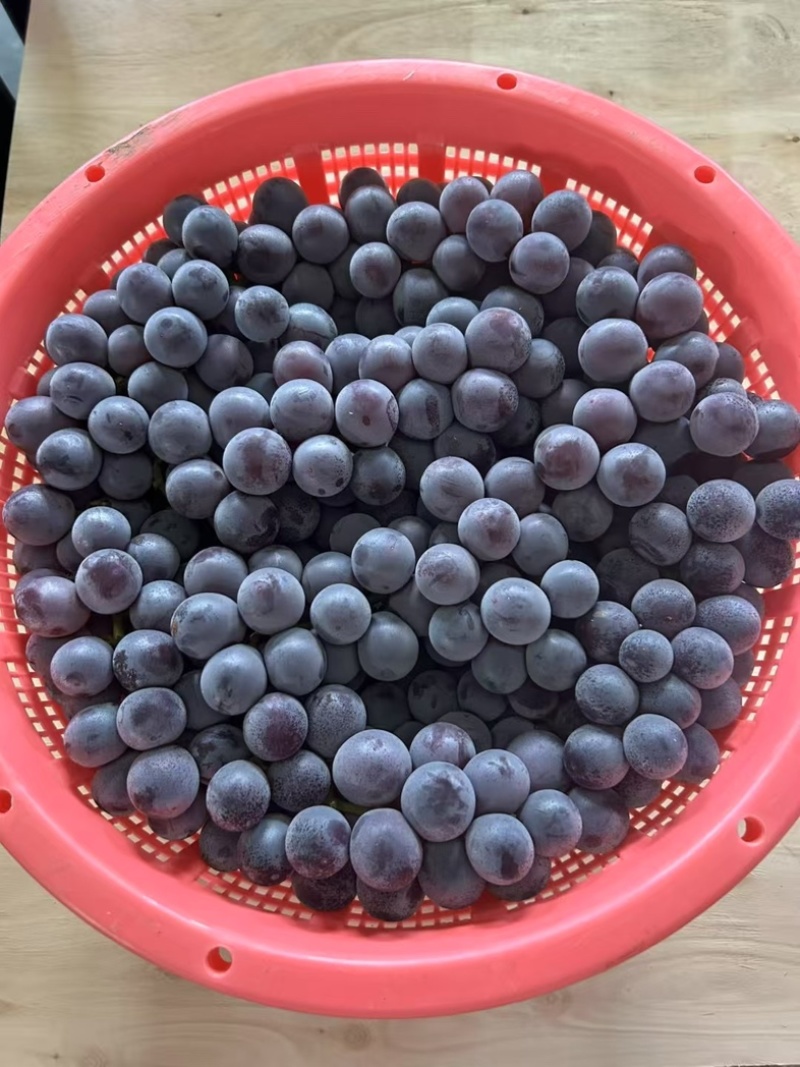 精品巨峰