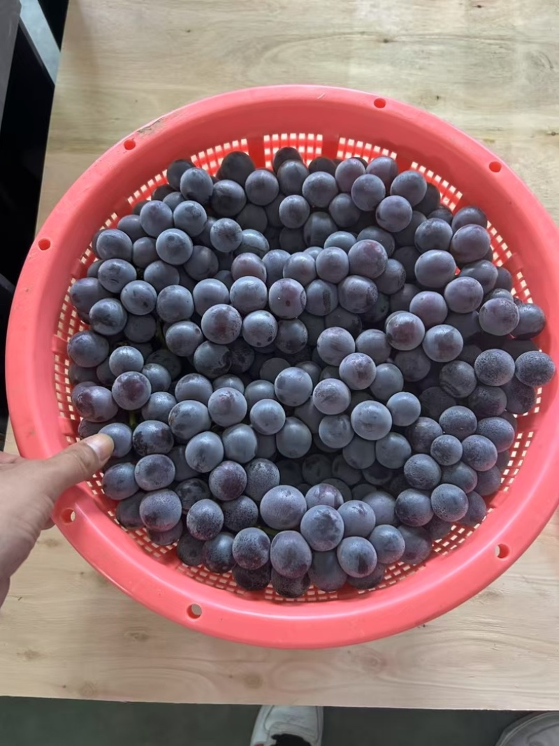 精品巨峰