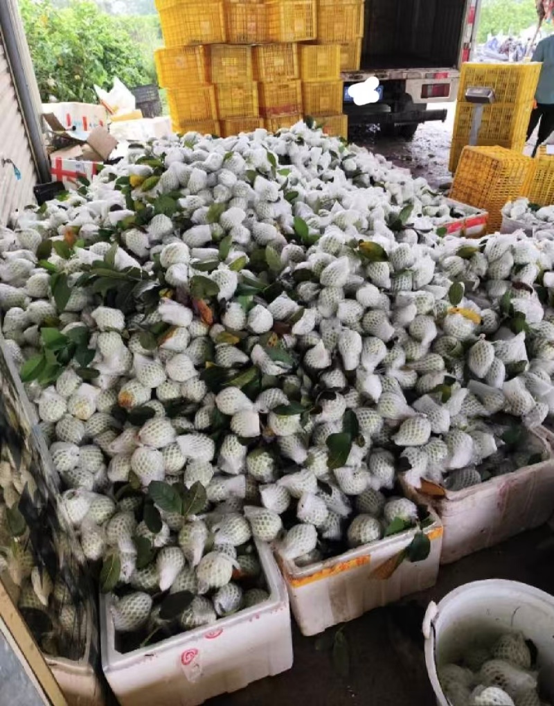 广东番石榴，四季番石榴，包上车，红白果都有，560亩产地