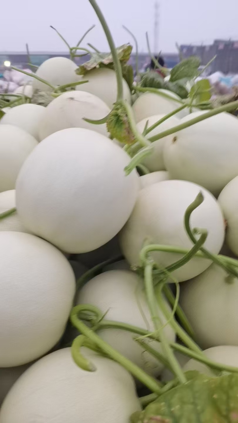 【推荐】精品玉菇甜瓜货源充足量大从优质量保证产地供应