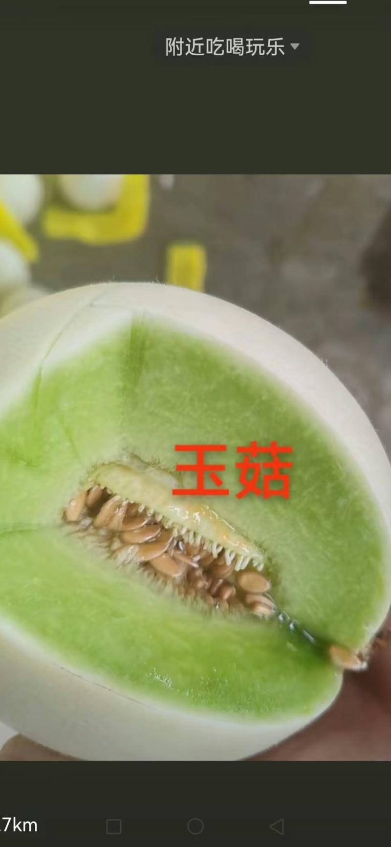【推荐】精品玉菇甜瓜货源充足量大从优质量保证产地供应