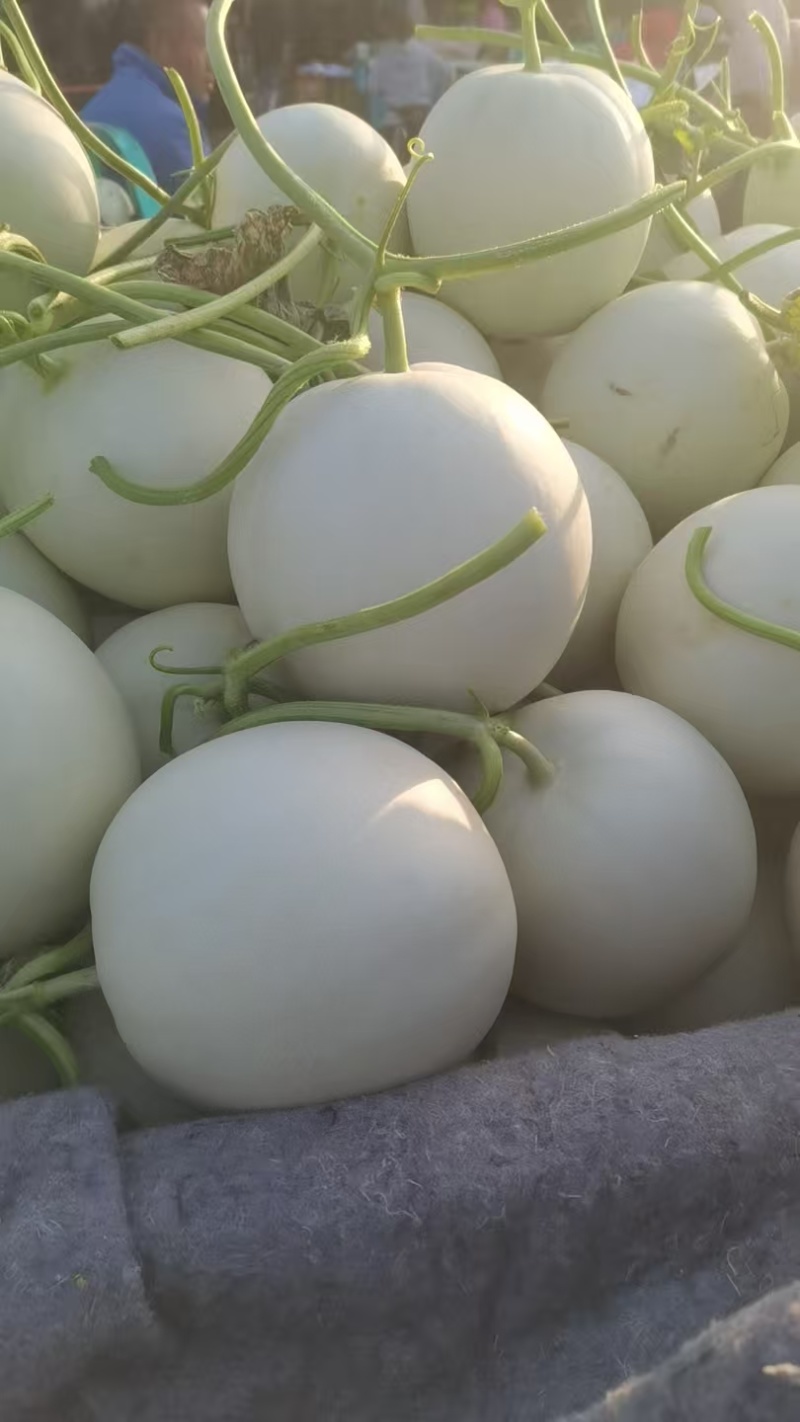 【推荐】精品玉菇甜瓜货源充足量大从优质量保证产地供应