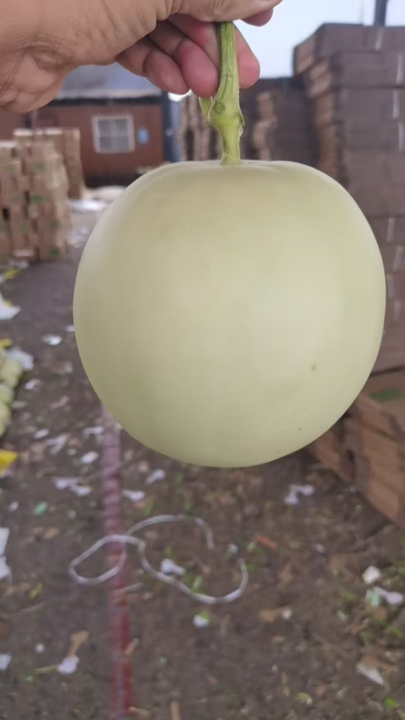 【推荐】精品玉菇甜瓜货源充足量大从优质量保证产地供应