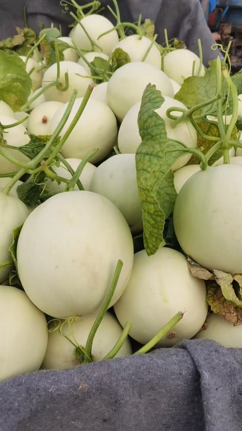 【推荐】精品玉菇甜瓜货源充足量大从优质量保证产地供应