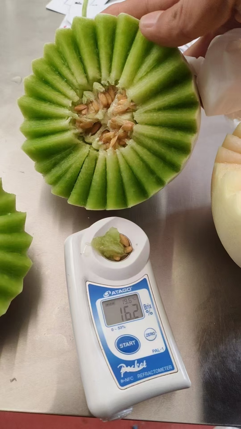 【推荐】精品玉菇甜瓜货源充足量大从优质量保证产地供应