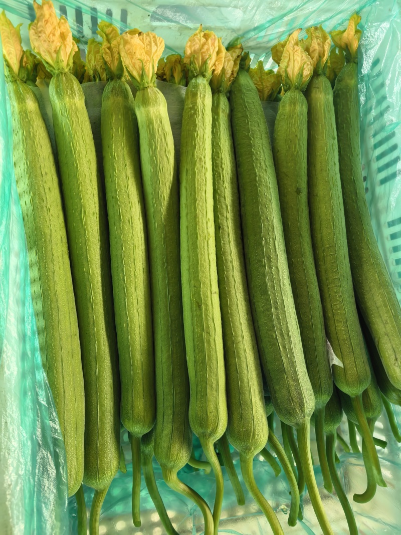 连云港玖源农业鲜花丝瓜