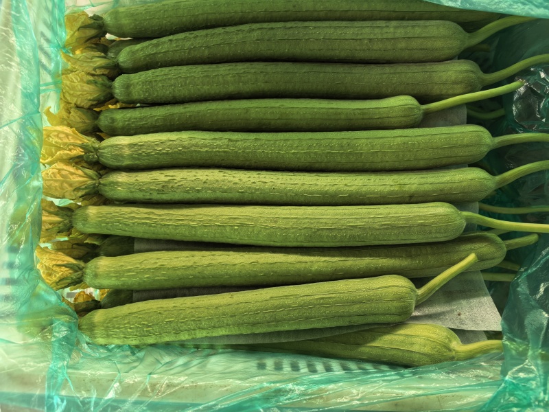连云港玖源农业鲜花丝瓜