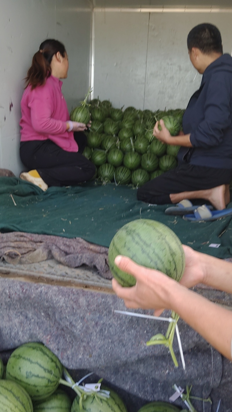 山东聊城许营乡2K小吊瓜大量现货支持电商超市市场批发商超