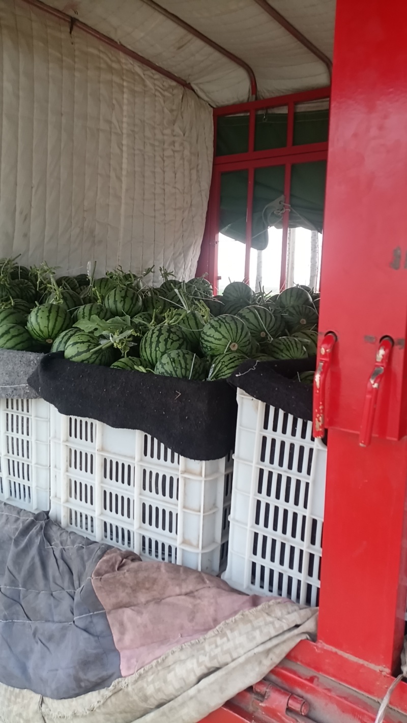 山东聊城许营乡2K小吊瓜大量现货支持电商超市市场批发商超