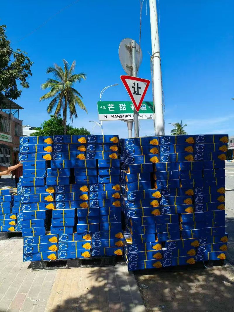 海南金煌芒产地直发货源充足可视频看货欢迎下单