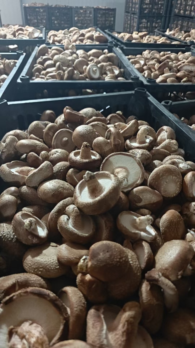 香菇
