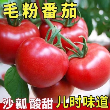 西红柿