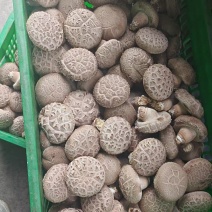 漂亮花菇