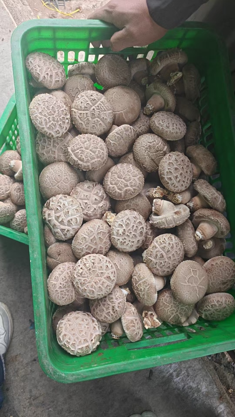 漂亮花菇