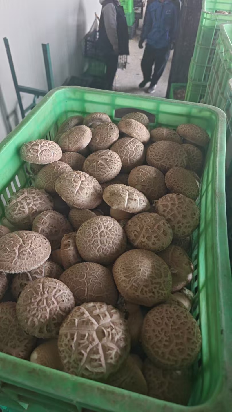 漂亮花菇