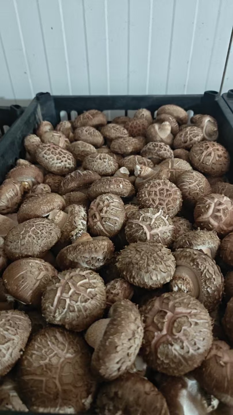 漂亮花菇