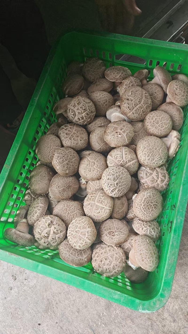 漂亮花菇