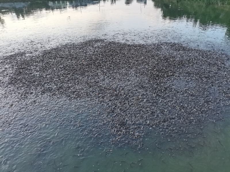 本地泥鳅苗,台湾泥鳅苗