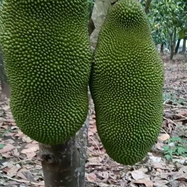 印尼红/泰8/菠萝蜜/市场商超/渠道/电商渠道
