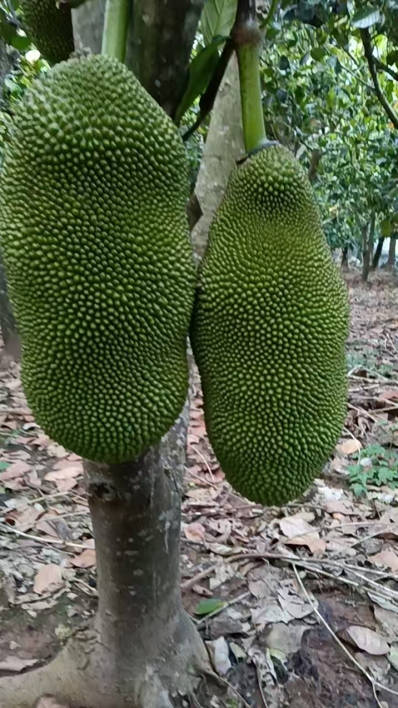 印尼红/泰8/菠萝蜜/市场商超/渠道/电商渠道