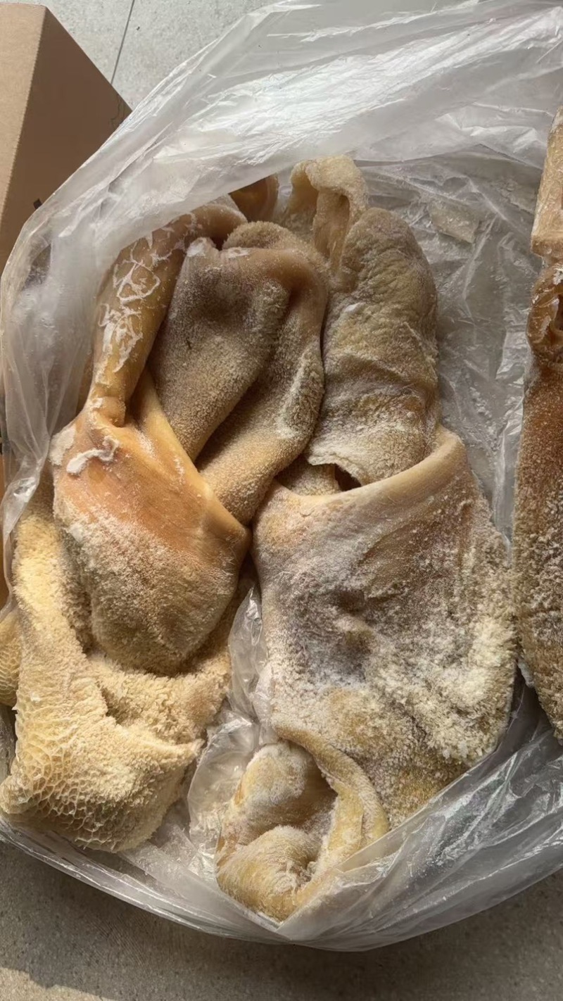 纯干牛肚带金钱肚8成熟