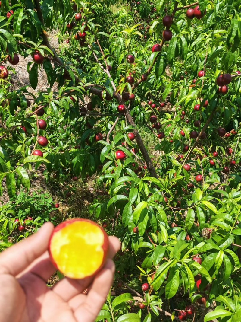 油桃🍑