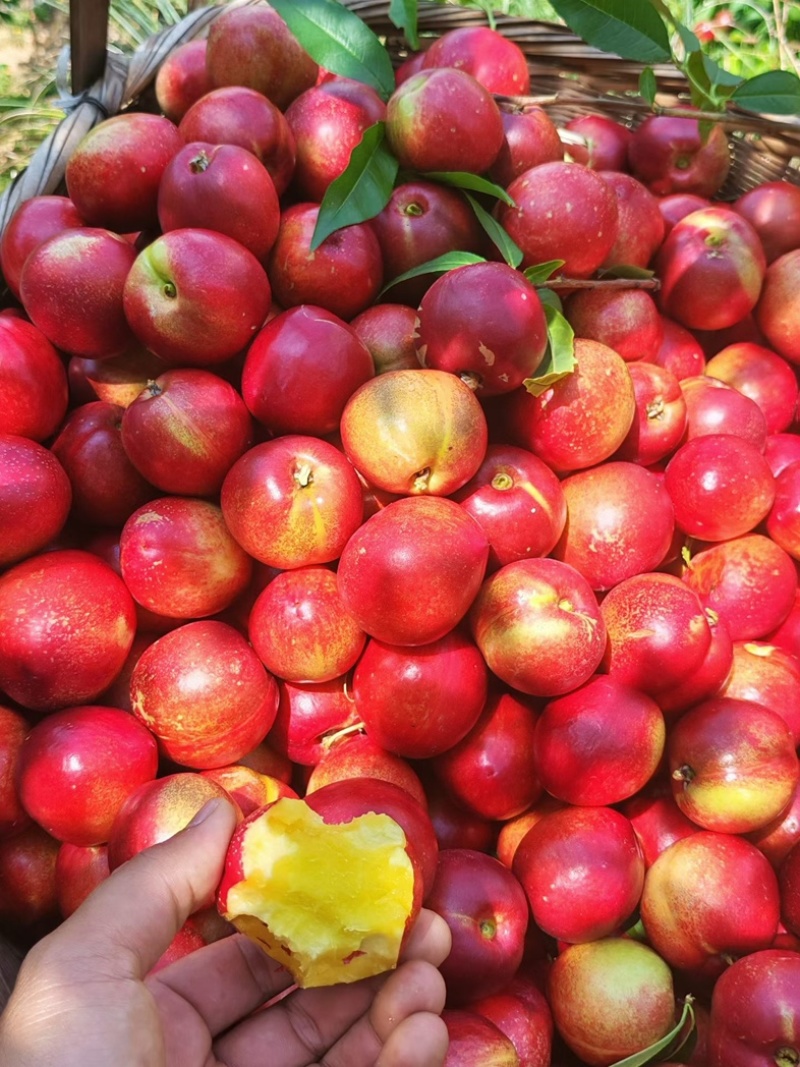 油桃🍑