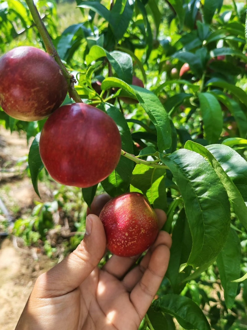 油桃🍑