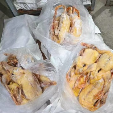 二级木鸭单只4斤以上还有8吨4500