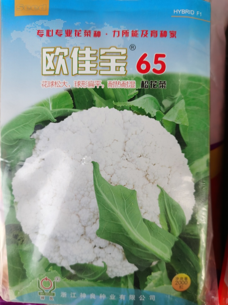 白玉松花菜65白玉88矮脚欧佳宝系列青梗松花菜种子