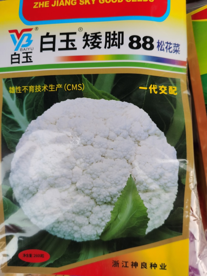 白玉松花菜65白玉88矮脚欧佳宝系列青梗松花菜种子