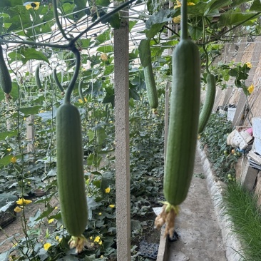 油皮丝瓜
