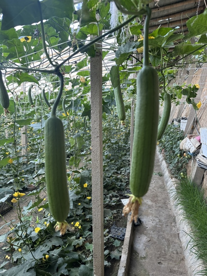 油皮丝瓜
