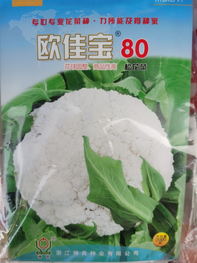 白玉松花菜65白玉88矮脚欧佳宝系列青梗松花菜种子