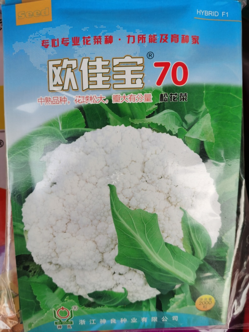 白玉松花菜65白玉88矮脚欧佳宝系列青梗松花菜种子