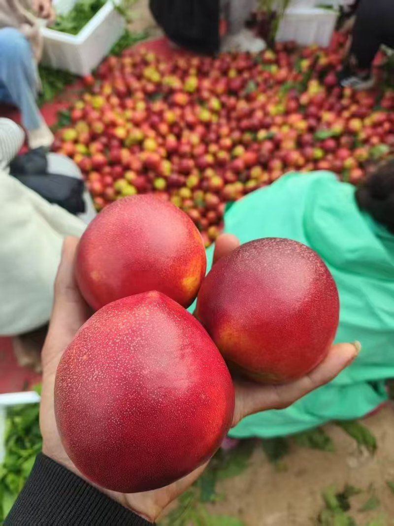 陕西中油油桃，曙光油桃，黄油桃，大量上市，产地直发