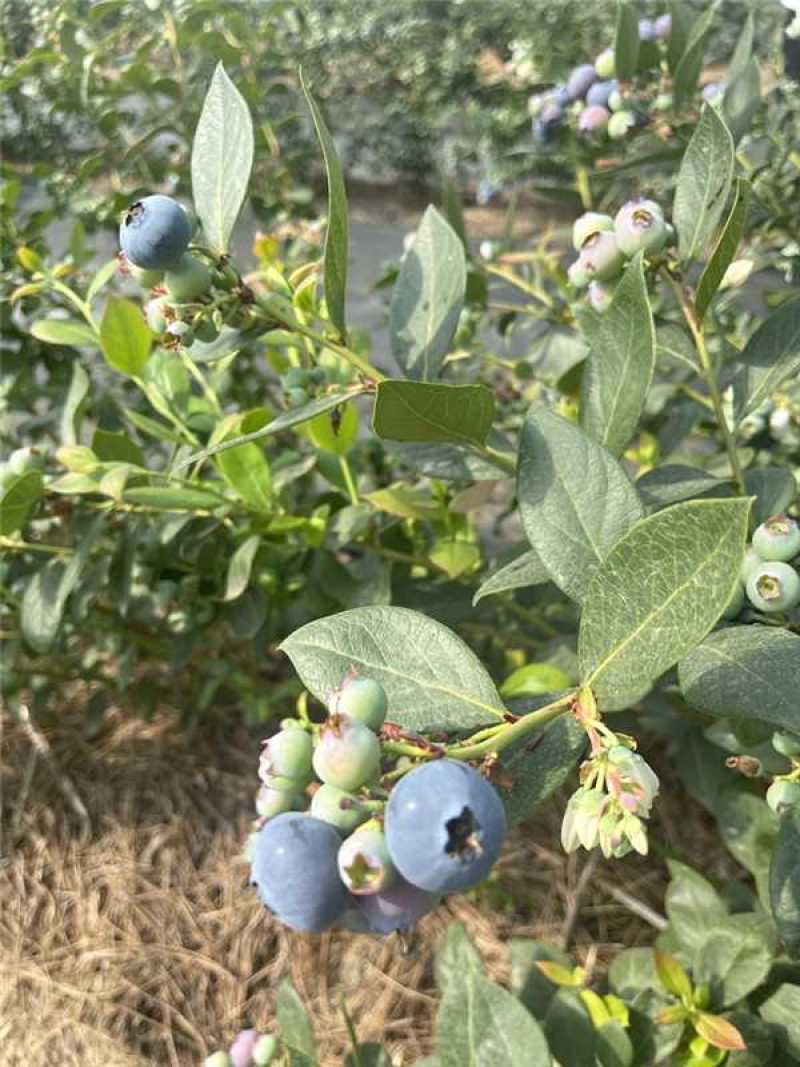 山东精品蓝莓，基地直发，品质保证品种多规格全