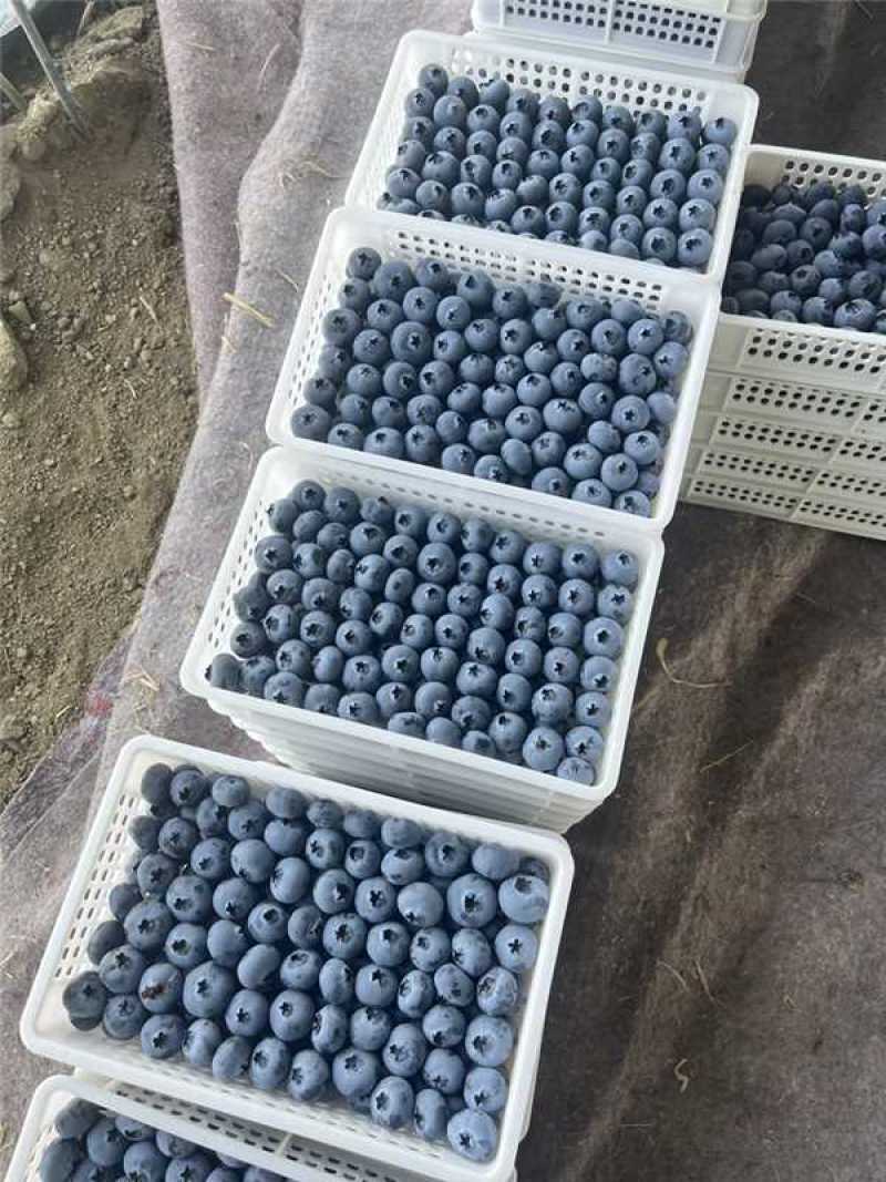 山东精品蓝莓，基地直发，品质保证品种多规格全